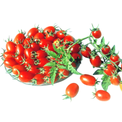 Tomato (Small)-Products-Known-You Seed India